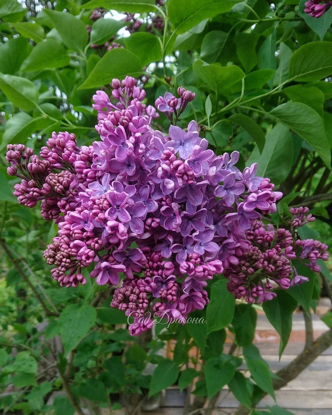 Мокрые сирени... У нас холодно, и сорта только начинают распускаться 🌸 Волшебный момент - цветение ещё впереди! 💫🌼😊