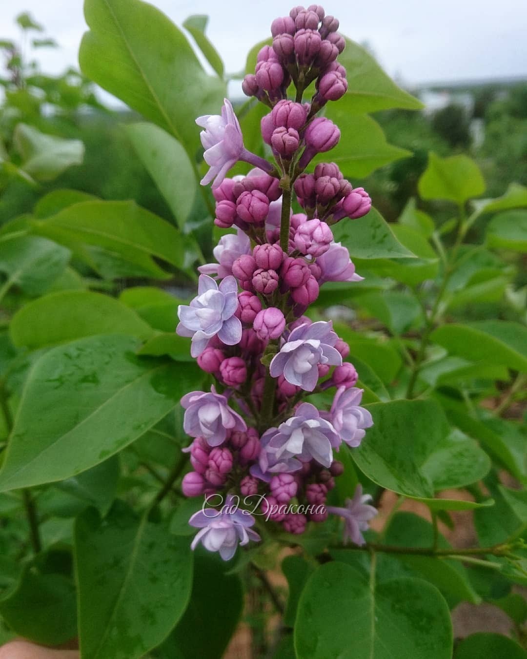 Мокрые сирени... У нас холодно, и сорта только начинают распускаться 🌸 Волшебный момент - цветение ещё впереди! 💫🌼😊