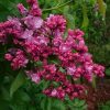 Мокрые сирени... У нас холодно, и сорта только начинают распускаться 🌸 Волшебный момент - цветение ещё впереди! 💫🌼😊