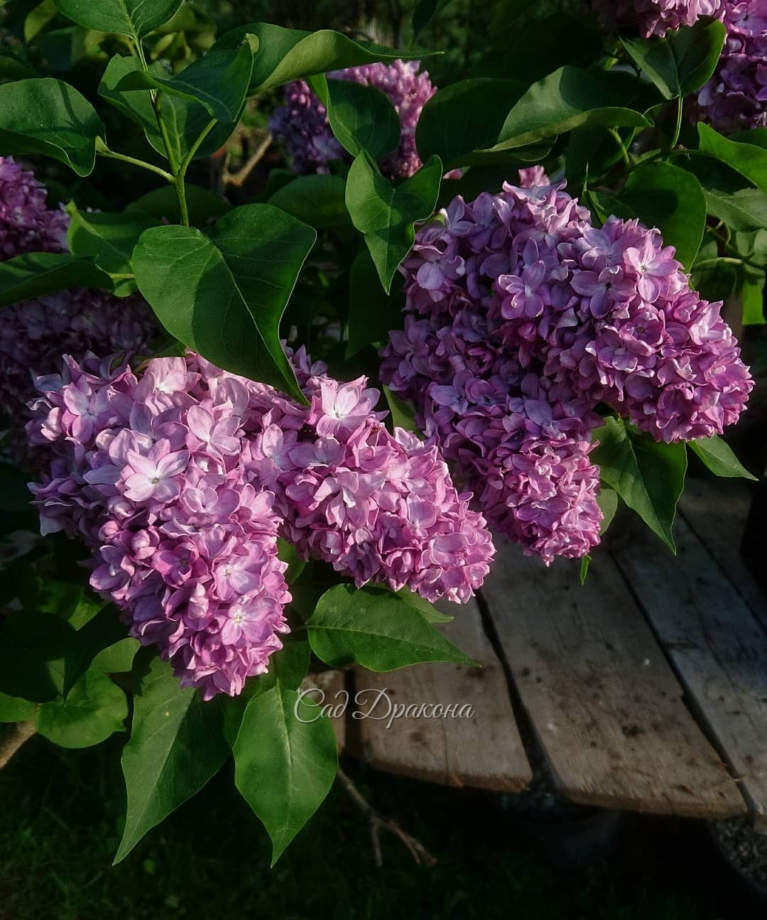 Не очень часто встречается сирень "Профессор Хозер". 🌸 Обычно кисти настолько плотно набиты, что не все цветочки могут раскрыться! 😍Этой весной из-за обильных дождей кисти немного длиннее, и впервые открылись все цветы. И в этот же момент, вчера, на кусте
