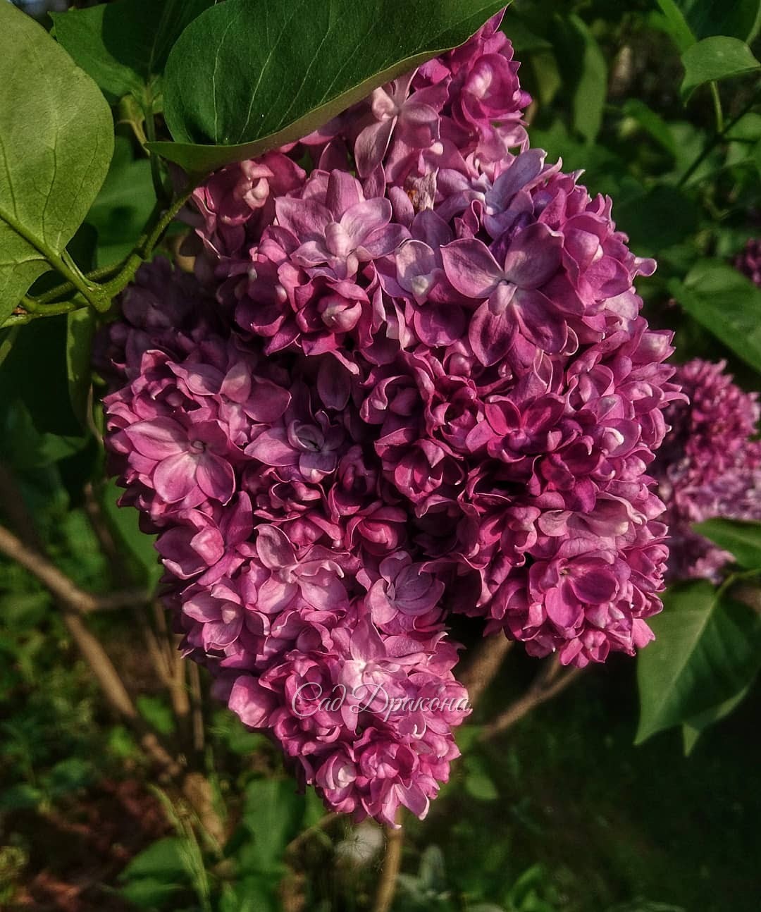 Не очень часто встречается сирень "Профессор Хозер". 🌸 Обычно кисти настолько плотно набиты, что не все цветочки могут раскрыться! 😍Этой весной из-за обильных дождей кисти немного длиннее, и впервые открылись все цветы. И в этот же момент, вчера, на кусте