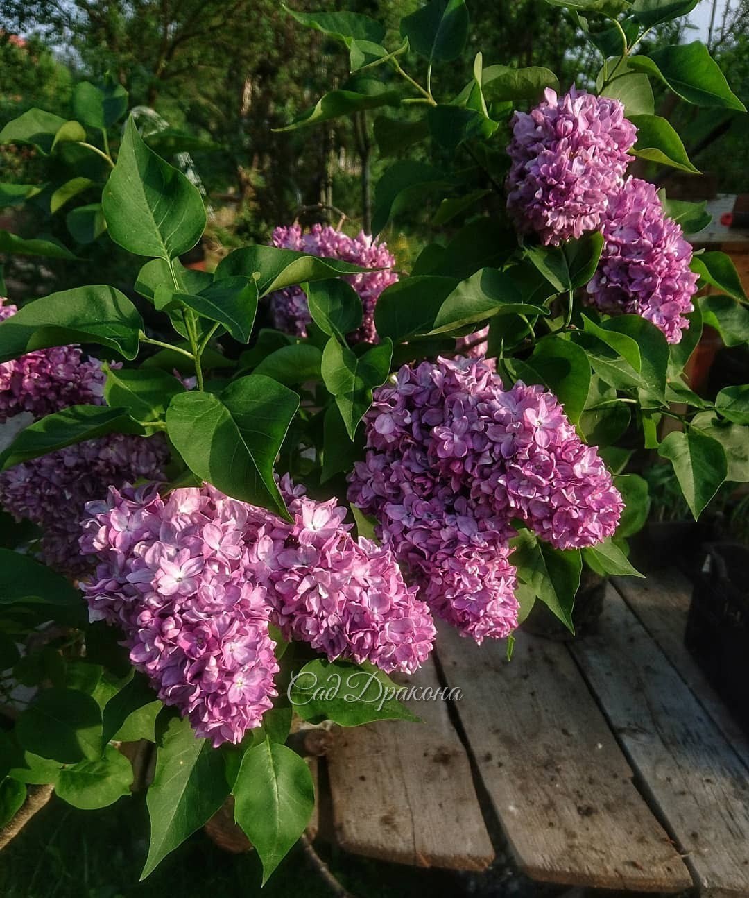 Не очень часто встречается сирень "Профессор Хозер". 🌸 Обычно кисти настолько плотно набиты, что не все цветочки могут раскрыться! 😍Этой весной из-за обильных дождей кисти немного длиннее, и впервые открылись все цветы. И в этот же момент, вчера, на кусте