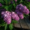 Не очень часто встречается сирень "Профессор Хозер". 🌸 Обычно кисти настолько плотно набиты, что не все цветочки могут раскрыться! 😍Этой весной из-за обильных дождей кисти немного длиннее, и впервые открылись все цветы. И в этот же момент, вчера, на кусте