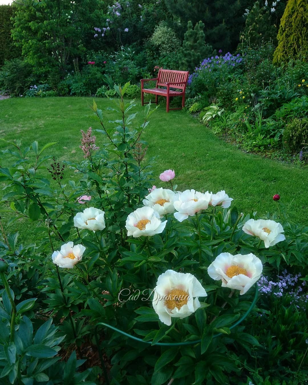 Начало лета! (по погоде)) 🌼 Цветут ранние пионы, сирени Престон, венгерские и Мейера, боярышник Тоба. 🌸 Хвойные радуют яркими молодыми приростами 🌲💚 На фото -вечерний сад и пион "Афина" 🌼