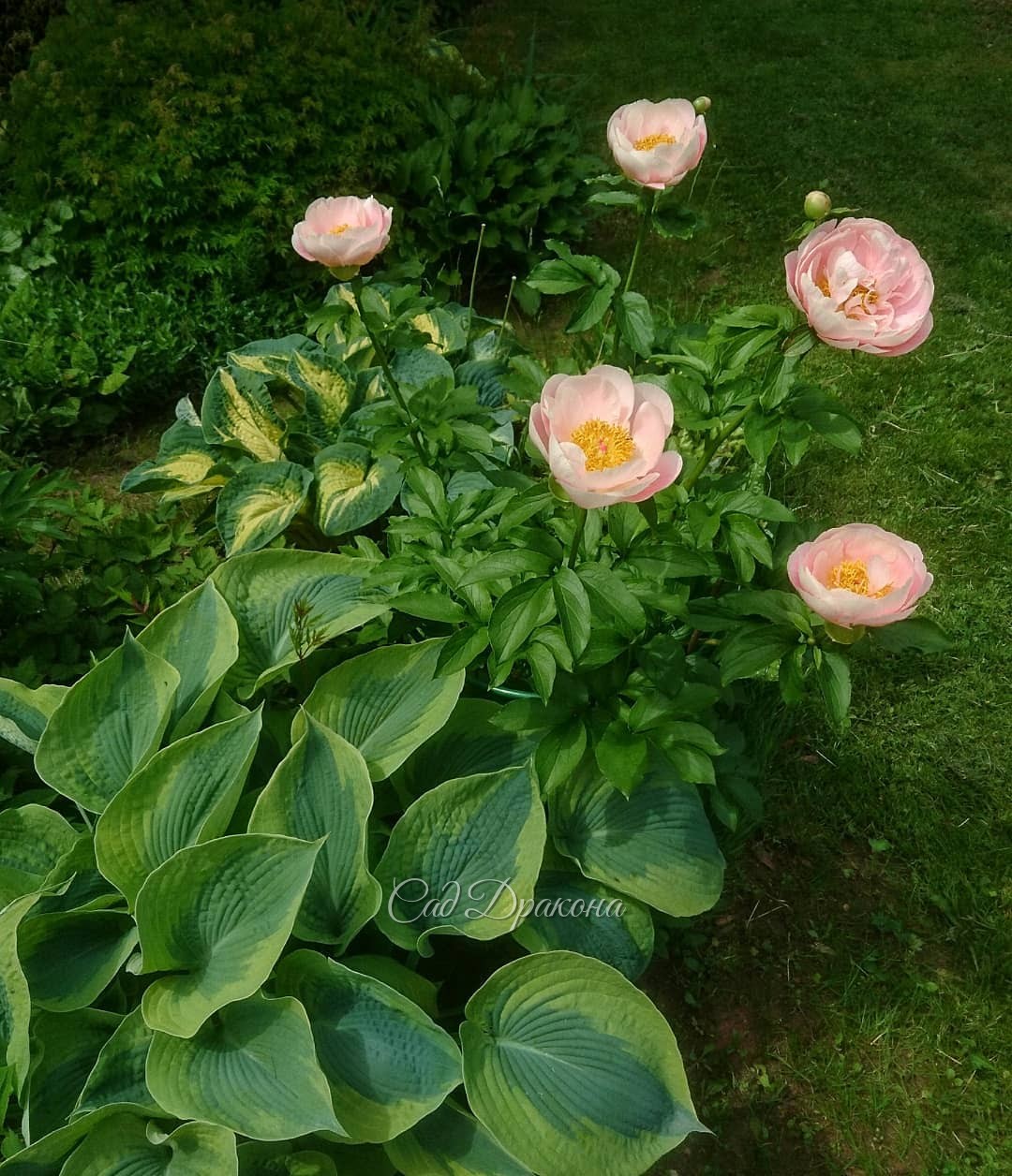 Пион Mary Gretchen в окружении хост 🍀🌼💚 Хосты Linda Sue и Great Expectations 🍀💚