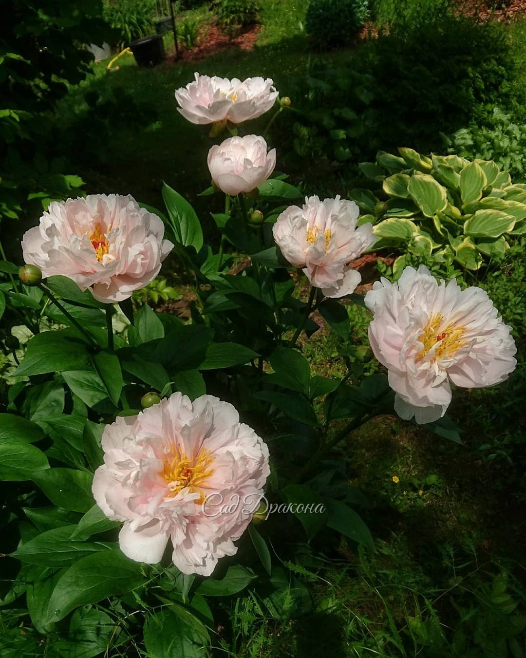 Моя любовь в этом году среди ранних пионов - Pink Vanguard 🌼 (Seidl-Hollingsworth 2005г.)💖