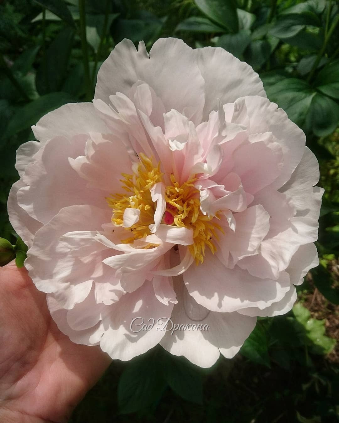 Моя любовь в этом году среди ранних пионов - Pink Vanguard 🌼 (Seidl-Hollingsworth 2005г.)💖