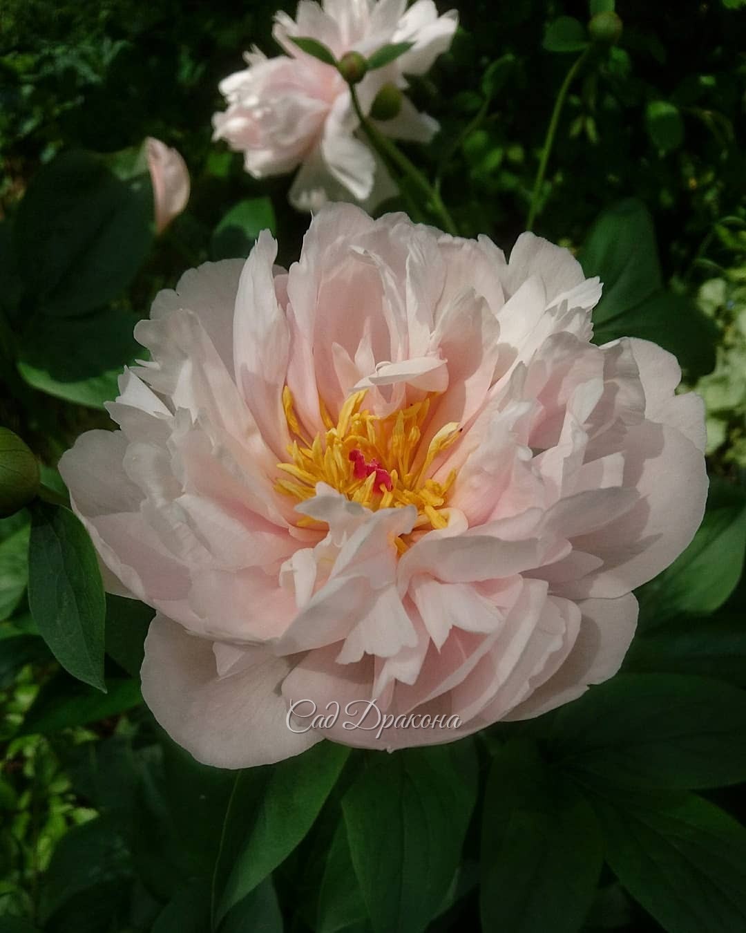 Моя любовь в этом году среди ранних пионов - Pink Vanguard 🌼 (Seidl-Hollingsworth 2005г.)💖