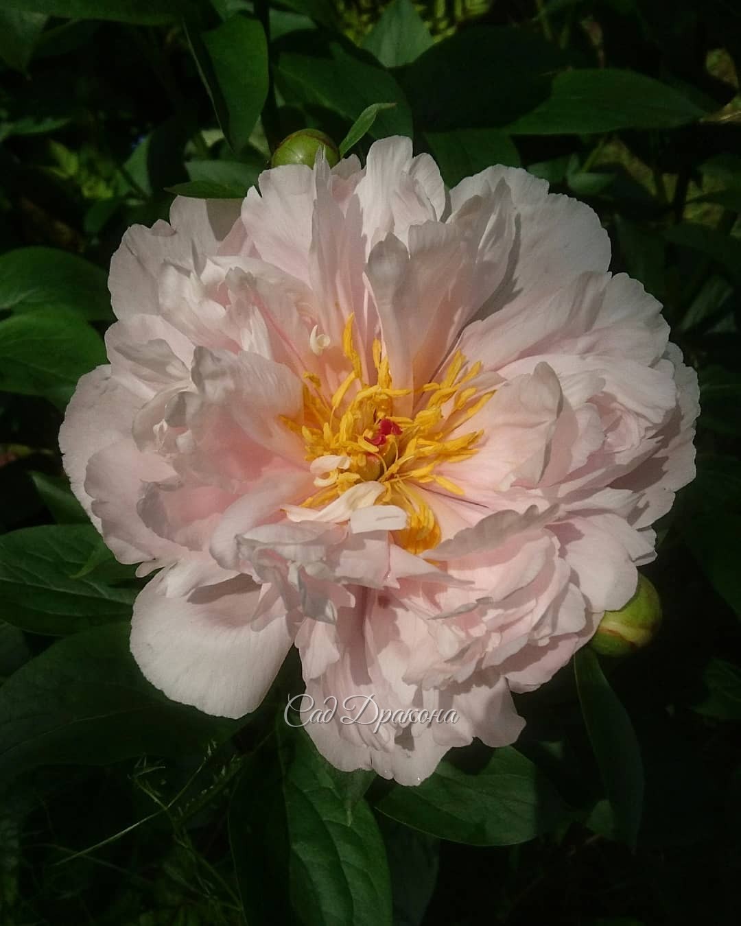 Моя любовь в этом году среди ранних пионов - Pink Vanguard 🌼 (Seidl-Hollingsworth 2005г.)💖