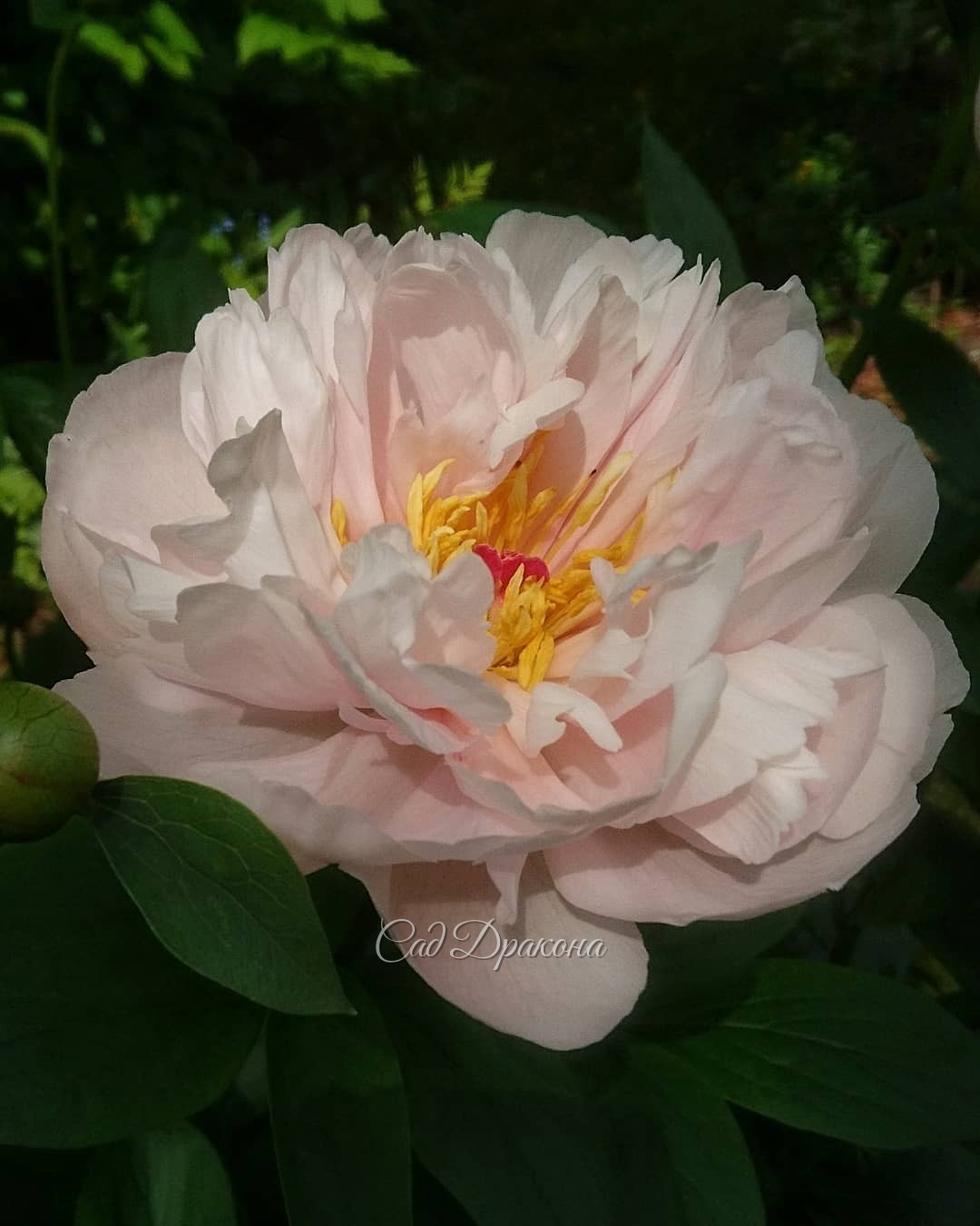 Моя любовь в этом году среди ранних пионов - Pink Vanguard 🌼 (Seidl-Hollingsworth 2005г.)💖