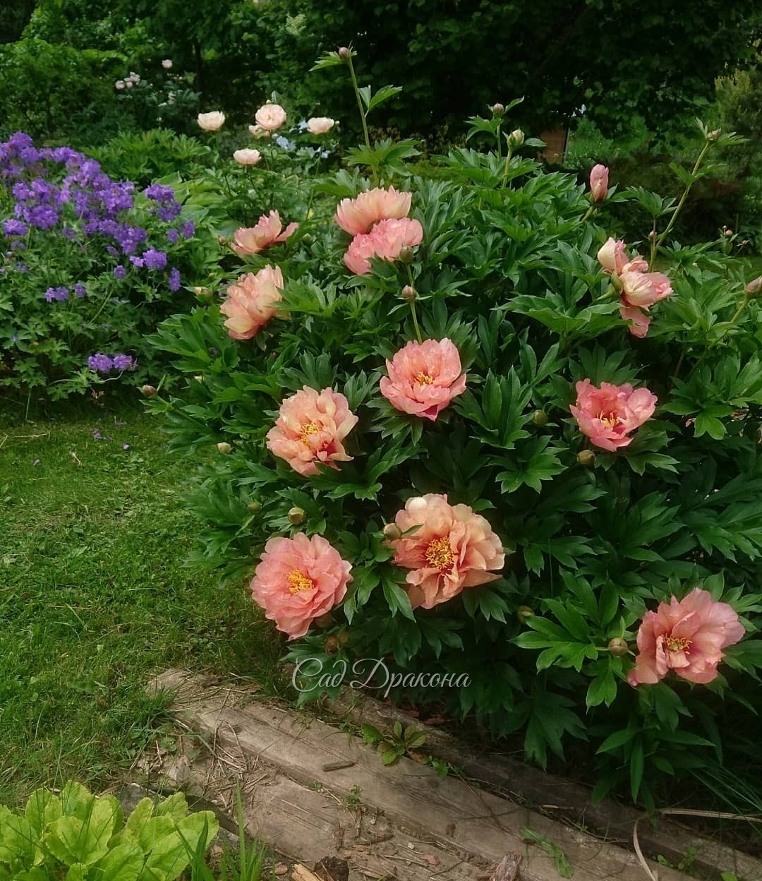 Очень рано, сразу за ранними пионами, зацвели некоторые ИТО - гибриды. 🌺 Причём с восточной стороны куста, не с юга, или запада. Загадка природы! 😍 Пион Copper Kettle 💛💖💛