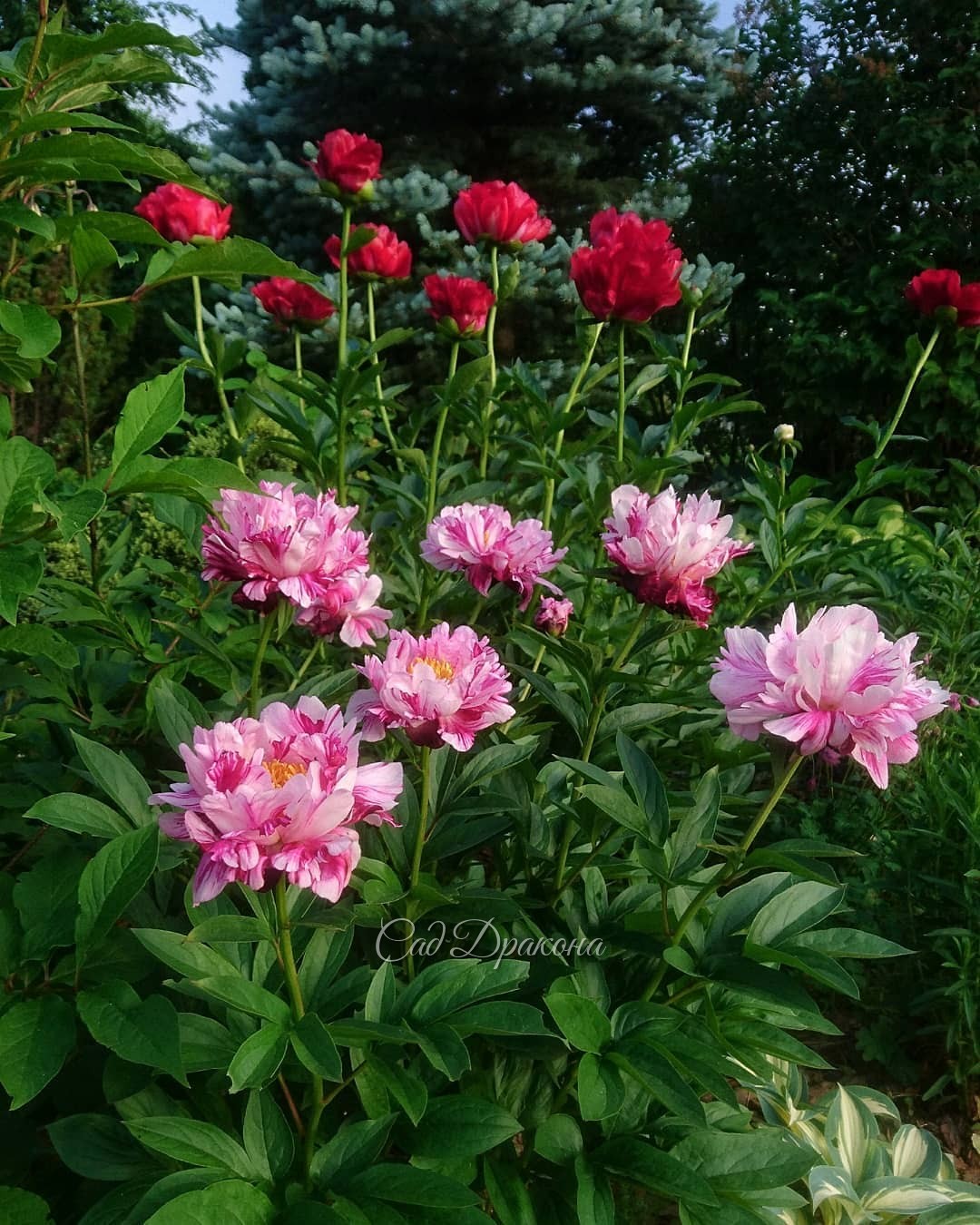 Так всё быстро в эту жару ☀ - вчера двухярусный "букет" 🌼 🌹 а пару дней назад только первый цветок открылся на Red Red Rose, (фото 2) 🌹 а у Circus Circus даже бутоны были маленькими! .