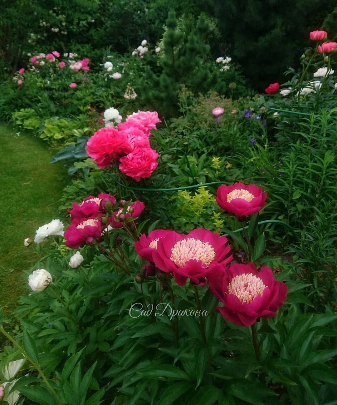 Цветёт множество пионов, сибирские и бородатые ирисы, - сад полон цветов! 🌼💐🌺 На фото - цветник на большой поляне и огромный пион "Харизматик" (Charismatic) 🌺