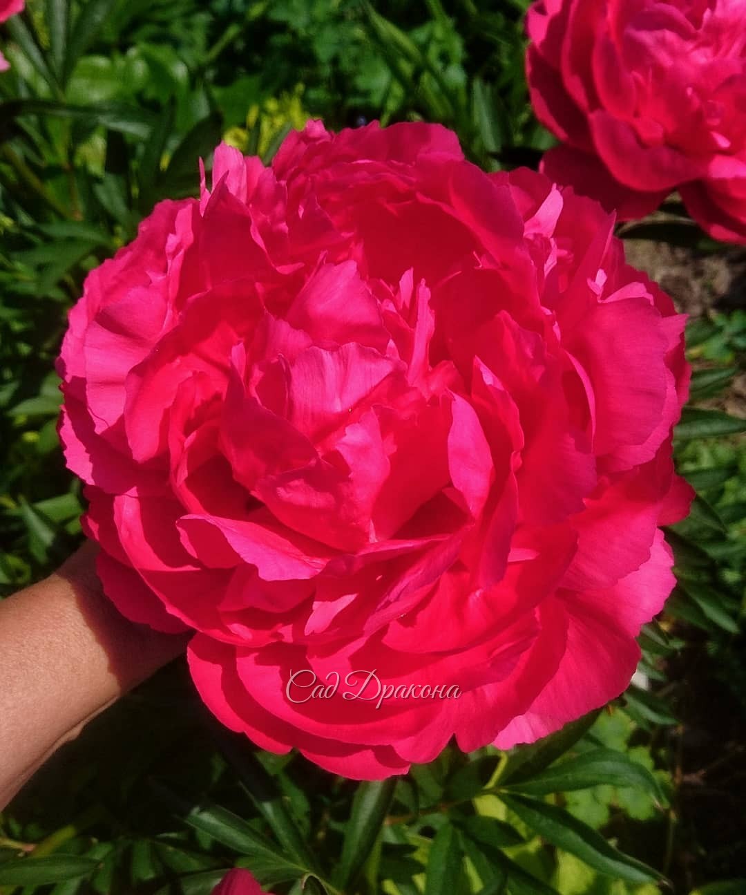 Цветёт множество пионов, сибирские и бородатые ирисы, - сад полон цветов! 🌼💐🌺 На фото - цветник на большой поляне и огромный пион "Харизматик" (Charismatic) 🌺