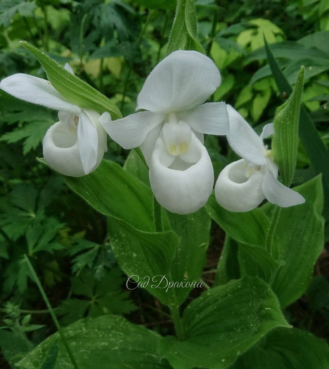 Орхидеи тоже надо показать 😊 💐 Последним зацвёл Венерин башмачок королевы, белоцветковая форма 💚
