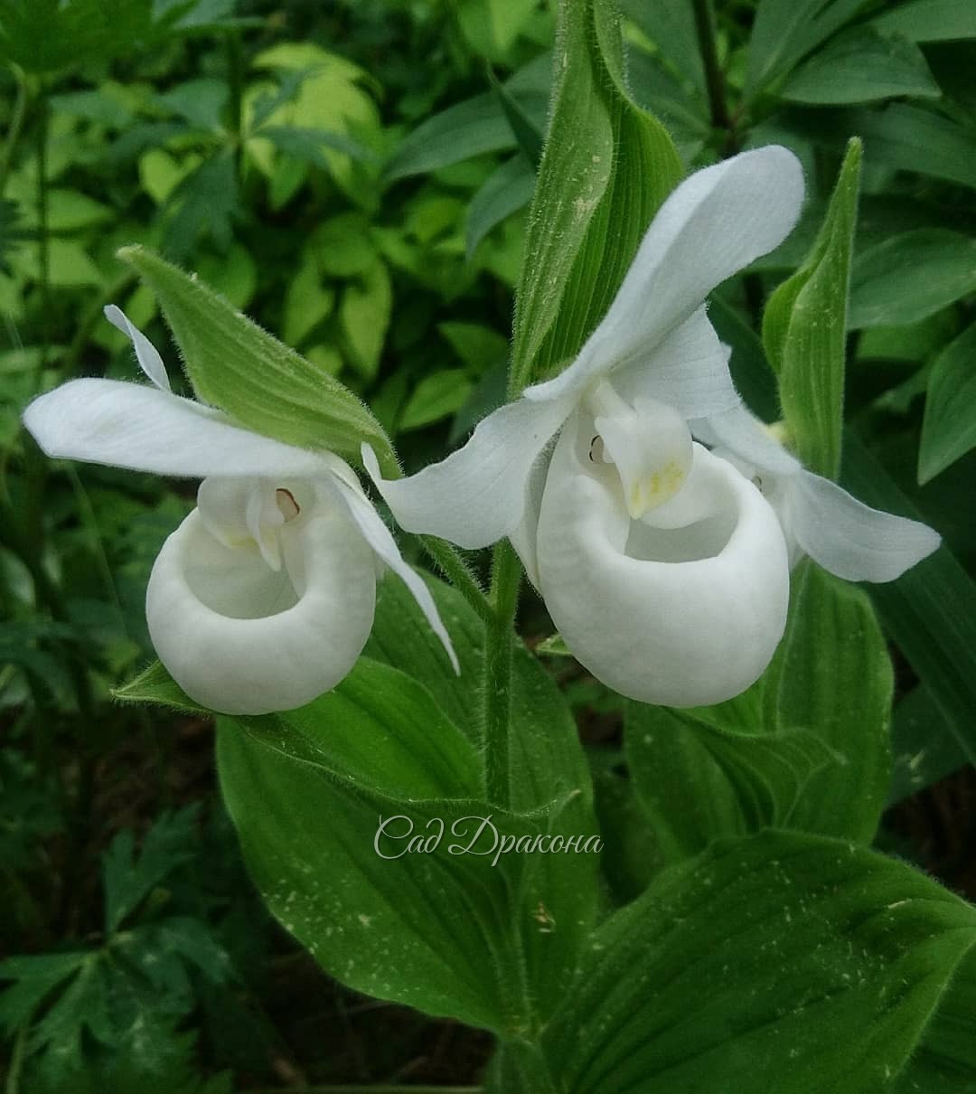 Орхидеи тоже надо показать 😊 💐 Последним зацвёл Венерин башмачок королевы, белоцветковая форма 💚