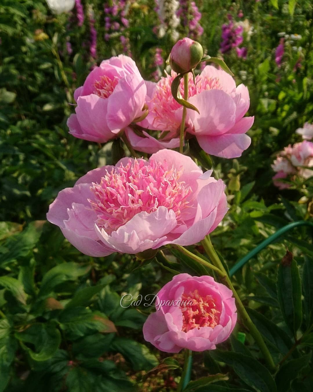 Букет из одной ветки! 💐 "Жемчужная Россыпь" (Горобец /Тыран, Киев, 1991г.) радуется, что жара ослабла 🌤 и переливается нежными красками, раскрыв все бутоны (дополнительные) 🌼🌼🌼 Специально для Ларисы! 😊💕💕