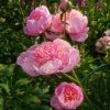 Букет из одной ветки! 💐 "Жемчужная Россыпь" (Горобец /Тыран, Киев, 1991г.) радуется, что жара ослабла 🌤 и переливается нежными красками, раскрыв все бутоны (дополнительные) 🌼🌼🌼 Специально для Ларисы! 😊💕💕