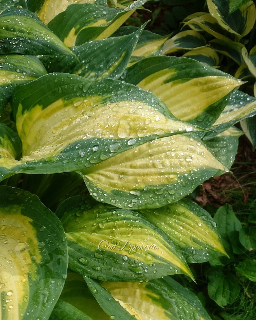И у нас наконец-то прошёл хороший дождь! 🌧🙌😄 Хосты в капельках 🍀 💦