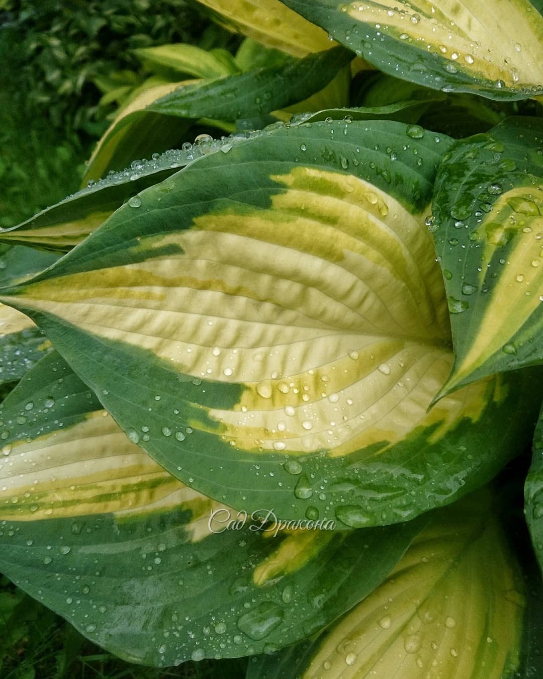 И у нас наконец-то прошёл хороший дождь! 🌧🙌😄 Хосты в капельках 🍀 💦