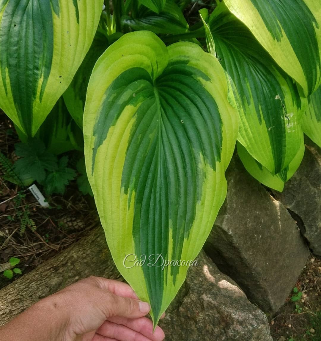 Крупная хоста горная золотистоокаймлённая (Hosta montana Aureomarginata) 🌿💚💛 Особенно красивы её длинные листья, с возрастом они становятся всё длиннее 🌿😊 Эту особенность наследуют все сорта полученные от неё - First Love, Hooliwood Lights, On Stage, Moun