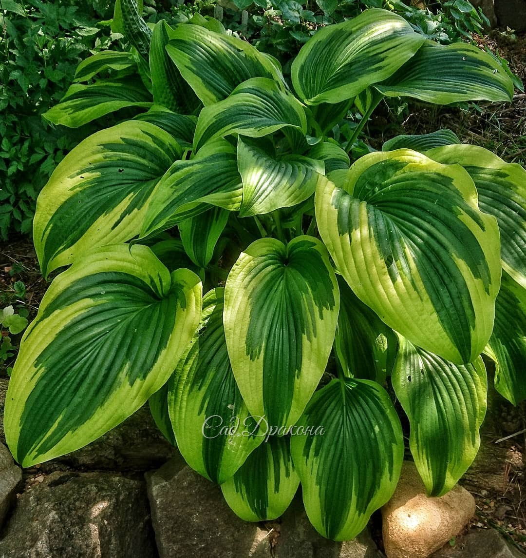 Крупная хоста горная золотистоокаймлённая (Hosta montana Aureomarginata) 🌿💚💛 Особенно красивы её длинные листья, с возрастом они становятся всё длиннее 🌿😊 Эту особенность наследуют все сорта полученные от неё - First Love, Hooliwood Lights, On Stage, Moun