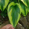 Крупная хоста горная золотистоокаймлённая (Hosta montana Aureomarginata) 🌿💚💛 Особенно красивы её длинные листья, с возрастом они становятся всё длиннее 🌿😊 Эту особенность наследуют все сорта полученные от неё - First Love, Hooliwood Lights, On Stage, Moun
