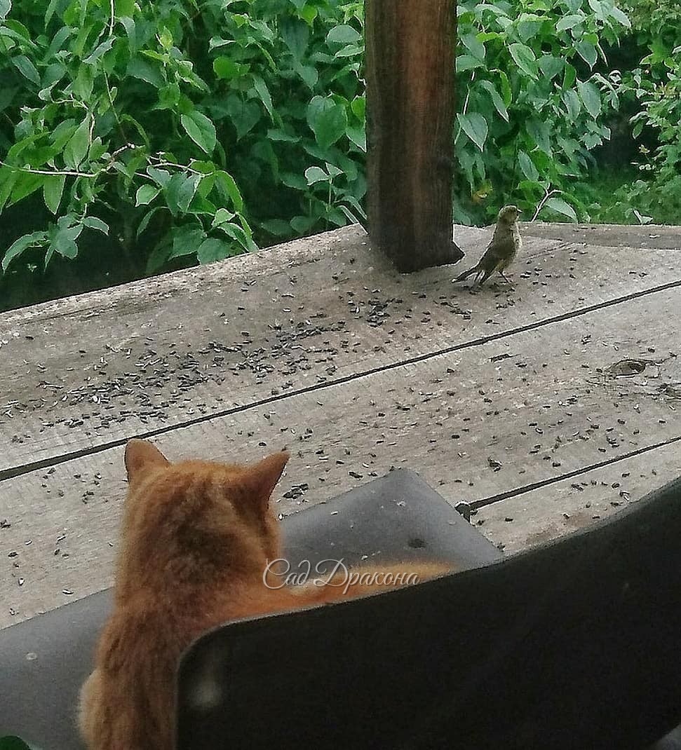 Театр одного зрителя 🐱🎭 И актёра 🐦 😁😂 Персик и зеленушка 🐈💚🐤 💫