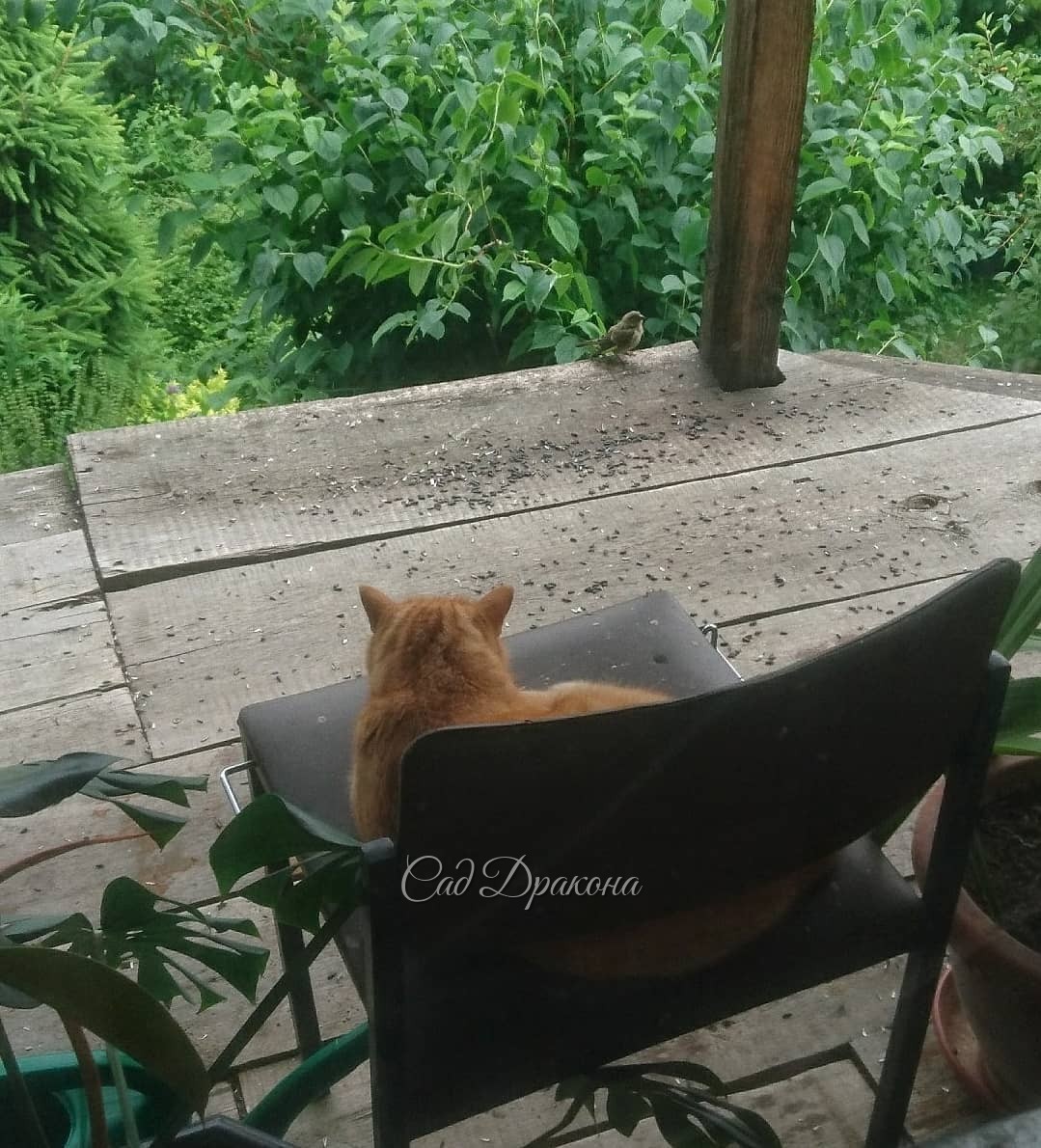 Театр одного зрителя 🐱🎭 И актёра 🐦 😁😂 Персик и зеленушка 🐈💚🐤 💫