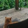 Театр одного зрителя 🐱🎭 И актёра 🐦 😁😂 Персик и зеленушка 🐈💚🐤 💫