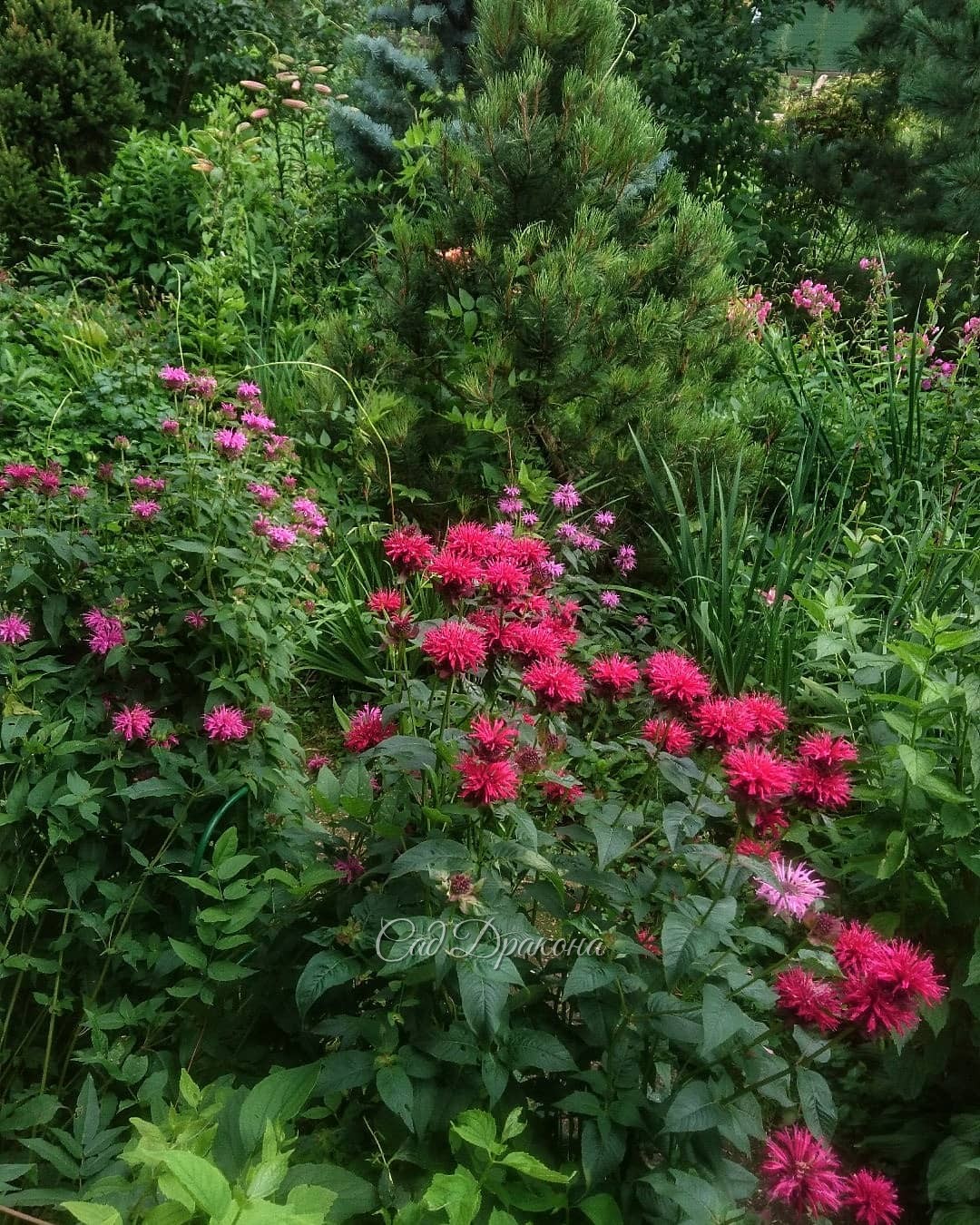 Монарды перед крыльцом 🌼 Самая яркая - сеянец - от той, что под сосенкой 😍🌲Удивительные сюрпризы преподносит сад порой! ✨🌼💫🤗