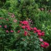 Монарды перед крыльцом 🌼 Самая яркая - сеянец - от той, что под сосенкой 😍🌲Удивительные сюрпризы преподносит сад порой! ✨🌼💫🤗