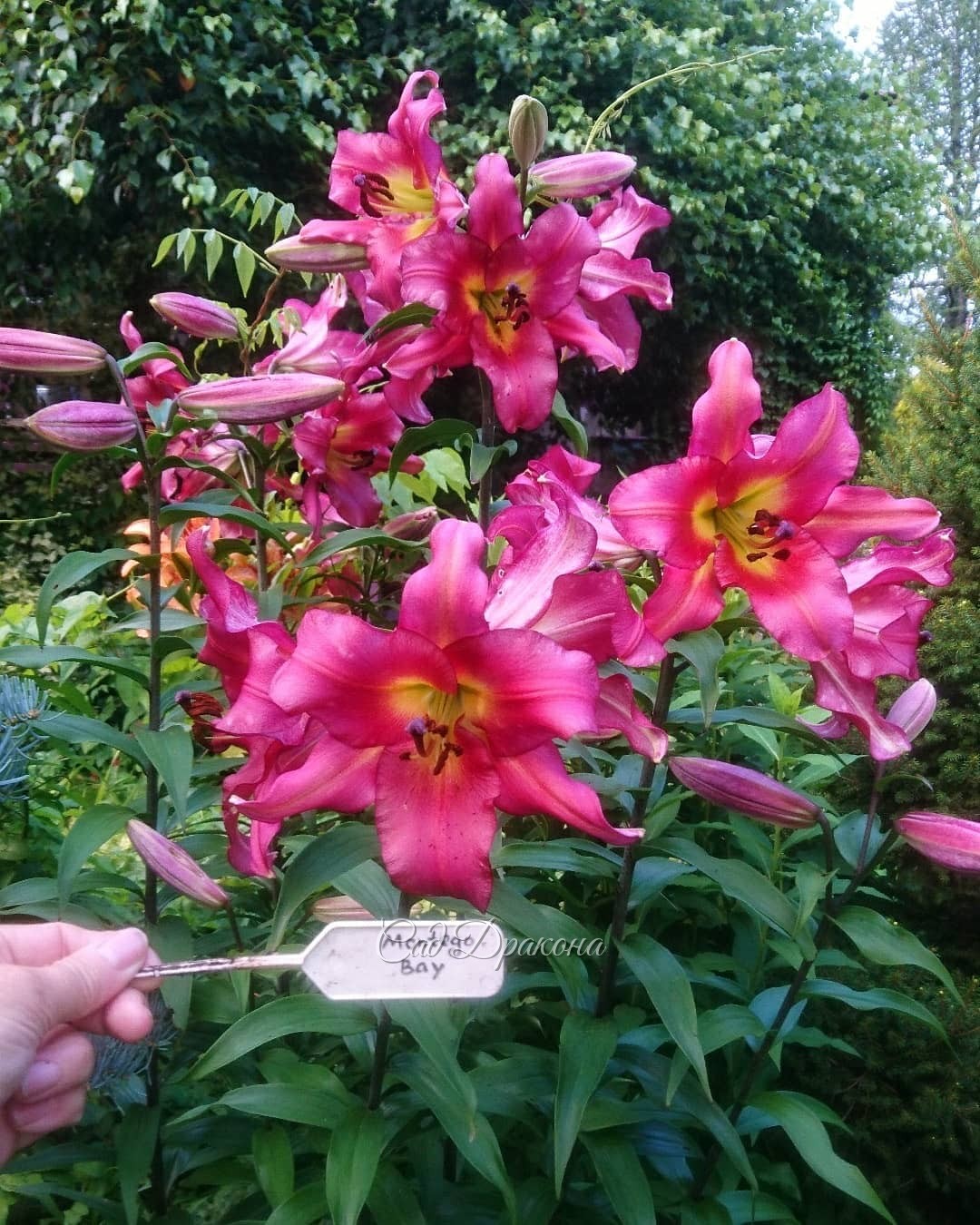 Несколько жарких дней - зацвели гигантские лилии 🌺 Этим летом - выше меня ростом! 😅 Аромат 💫 - прямо от калитки, даже, кажется, на улицу выплывает - прохожие принюхиваются 💨😍😄💫💝 Сорт невероятный какой-то, и что радует - потихоньку размножается 🌺🌺🌺 Уже 6 б