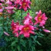 Несколько жарких дней - зацвели гигантские лилии 🌺 Этим летом - выше меня ростом! 😅 Аромат 💫 - прямо от калитки, даже, кажется, на улицу выплывает - прохожие принюхиваются 💨😍😄💫💝 Сорт невероятный какой-то, и что радует - потихоньку размножается 🌺🌺🌺 Уже 6 б