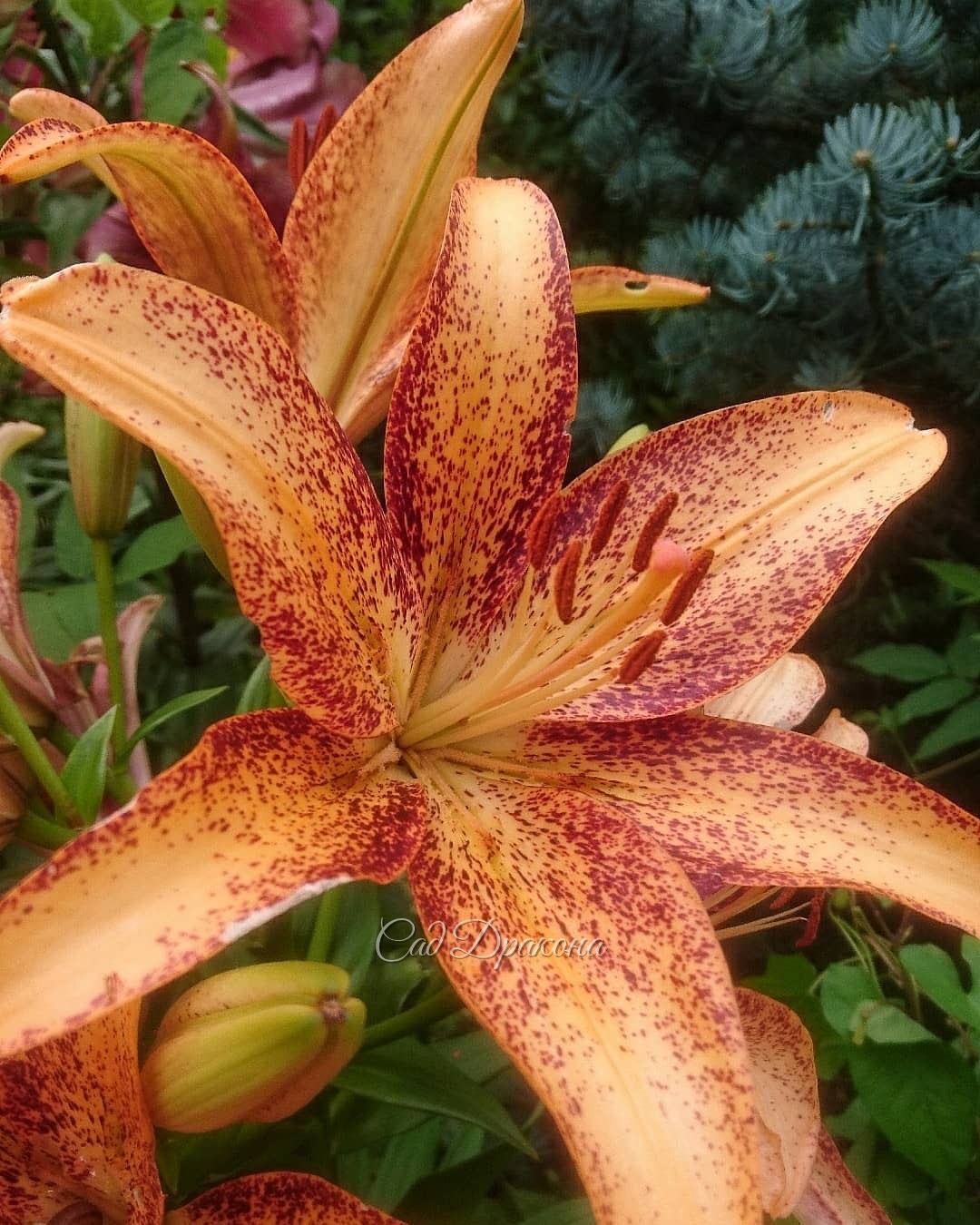 Тигровая расцвела - такая обильная! 😍🌺🌺🌺