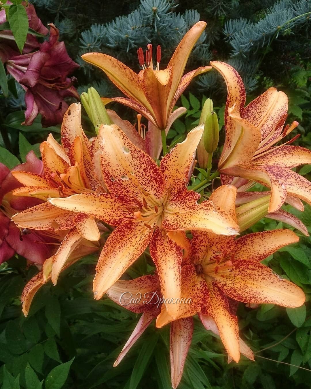 Тигровая расцвела - такая обильная! 😍🌺🌺🌺