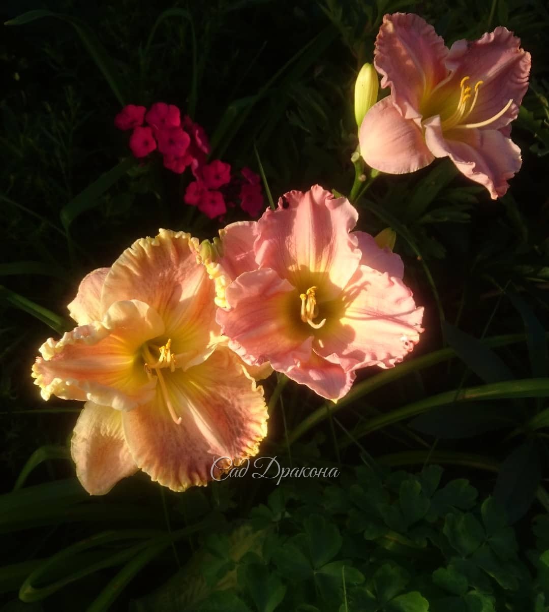 Judy Farquhar (слева) и Pastel Classic в закатом свете 🌅🌺🌺