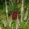 Один из пионов, ранний гибрид Feerie, окрасил листву в красный цвет 🍁 Видно, решил, что пора 🤗🍁 На нём, если присмотреться, цветок 🌸 - это расцвела первая осенняя анемона 🌸🌿💖
