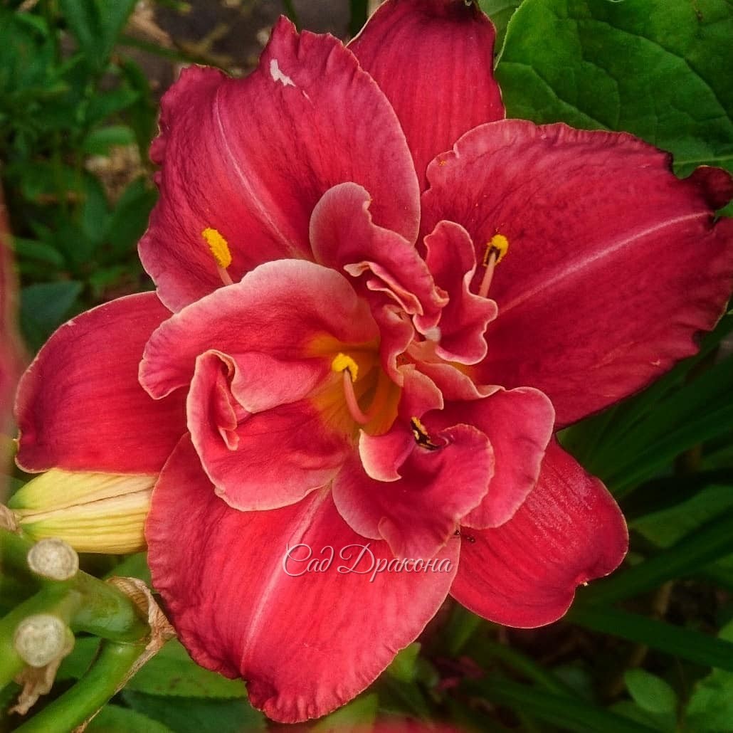 Махровые лилейники 🌺🌺🌺 -