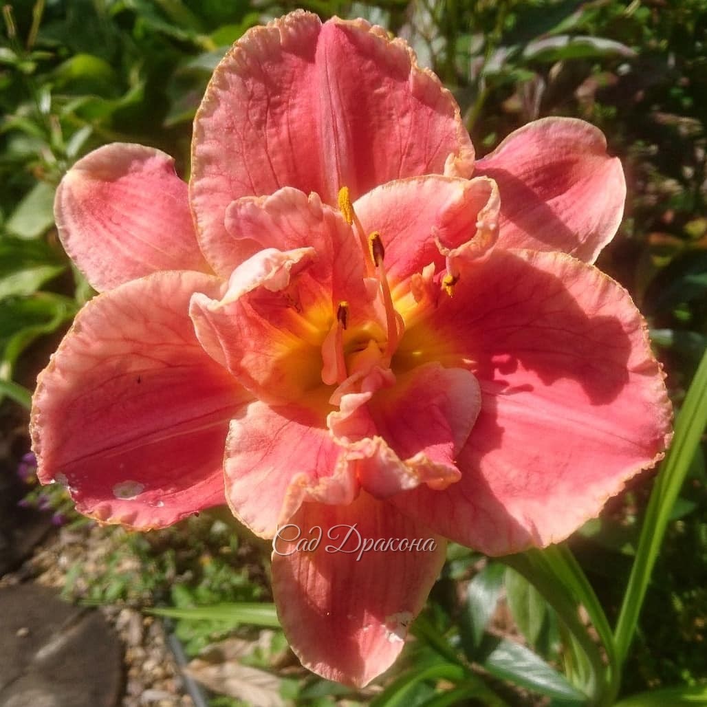 Махровые лилейники 🌺🌺🌺 -