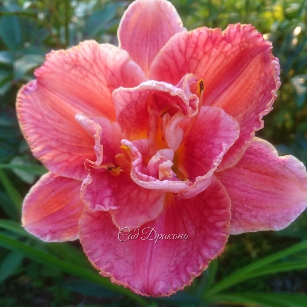 Махровые лилейники 🌺🌺🌺 -
