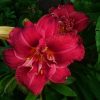 Махровые лилейники 🌺🌺🌺 -