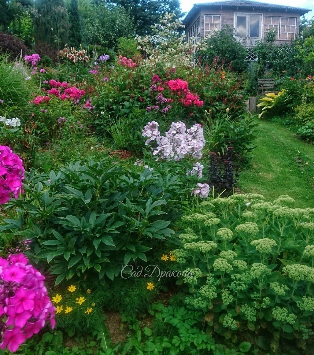 Нижний сад в августе 🌸 - в пасмурность ☁️ и с солнышком ☀
