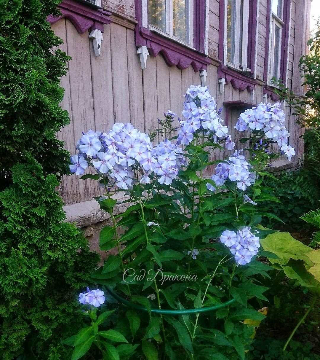 Флокс "Новинка" в тени почти голубой 💙💙💙 И не болеет никогда :)