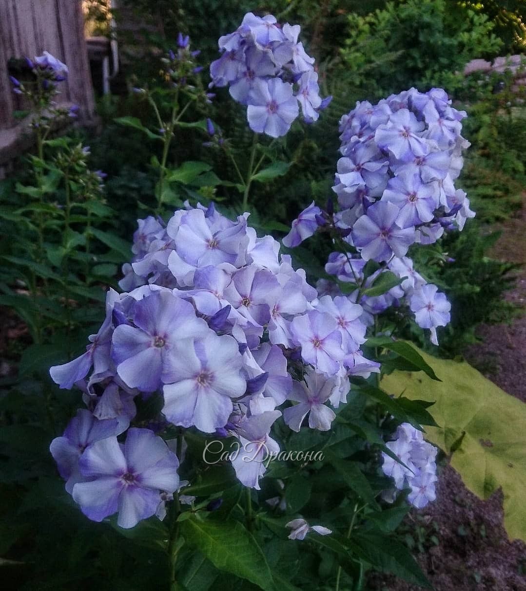 Флокс "Новинка" в тени почти голубой 💙💙💙 И не болеет никогда :)