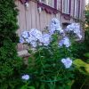 Флокс "Новинка" в тени почти голубой 💙💙💙 И не болеет никогда :)
