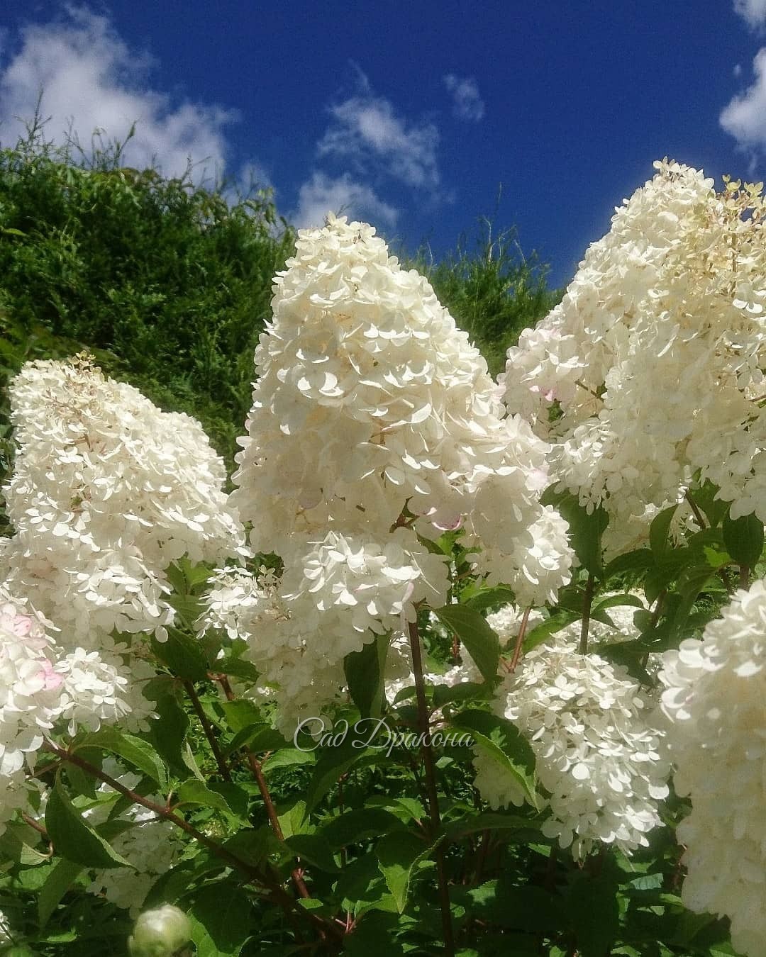 Белый сад - цветут гортензии, флоксы и лилия 💐💐💐🌿💚 Вторая и третья - White Lady и Great Star 🌟 - мои любимицы 💚😊 Набирают бутоны осенние астры и анемоны 🌼