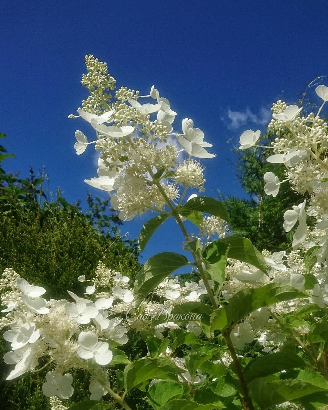 Белый сад - цветут гортензии, флоксы и лилия 💐💐💐🌿💚 Вторая и третья - White Lady и Great Star 🌟 - мои любимицы 💚😊 Набирают бутоны осенние астры и анемоны 🌼