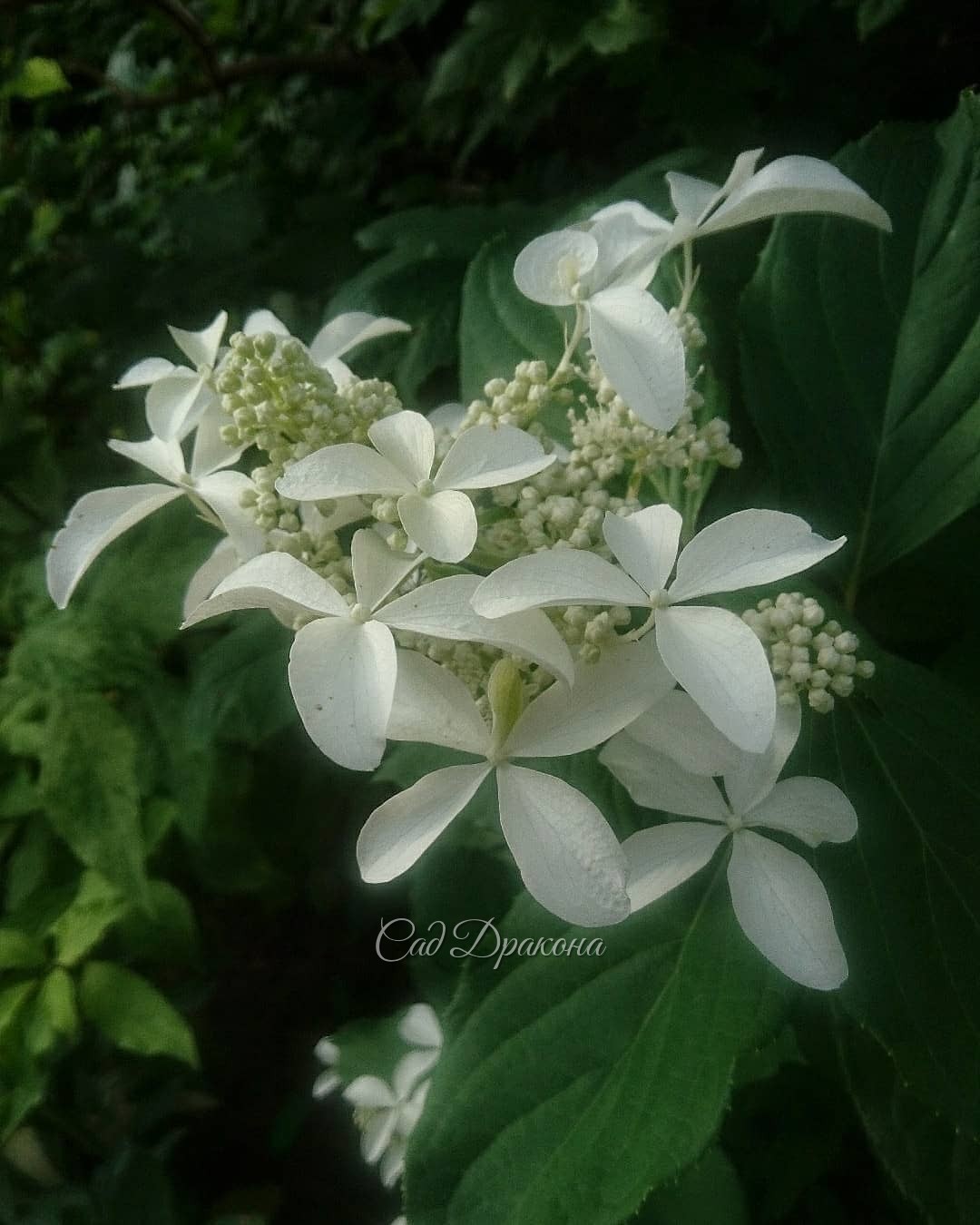 Белый сад - цветут гортензии, флоксы и лилия 💐💐💐🌿💚 Вторая и третья - White Lady и Great Star 🌟 - мои любимицы 💚😊 Набирают бутоны осенние астры и анемоны 🌼