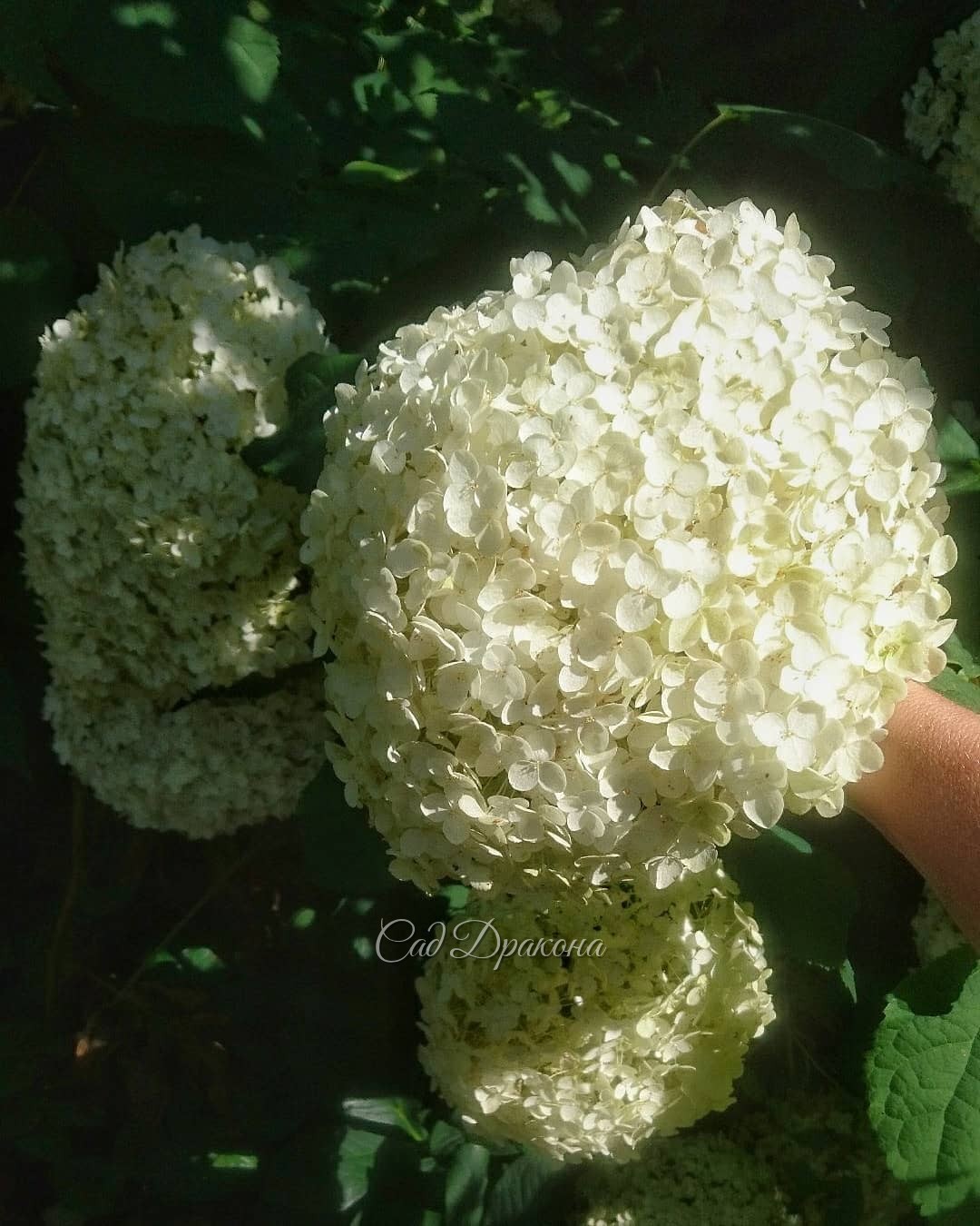 Белый сад - цветут гортензии, флоксы и лилия 💐💐💐🌿💚 Вторая и третья - White Lady и Great Star 🌟 - мои любимицы 💚😊 Набирают бутоны осенние астры и анемоны 🌼